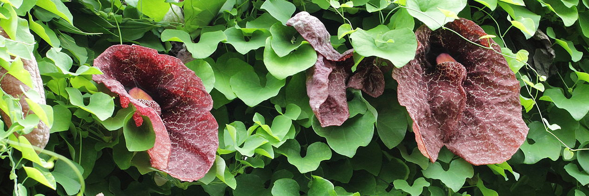 Aristolochia