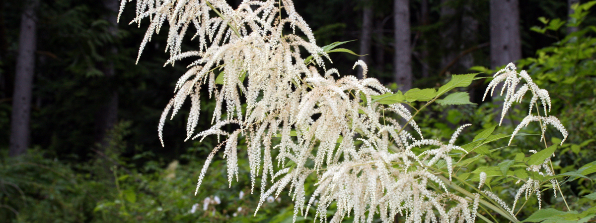 Aruncus