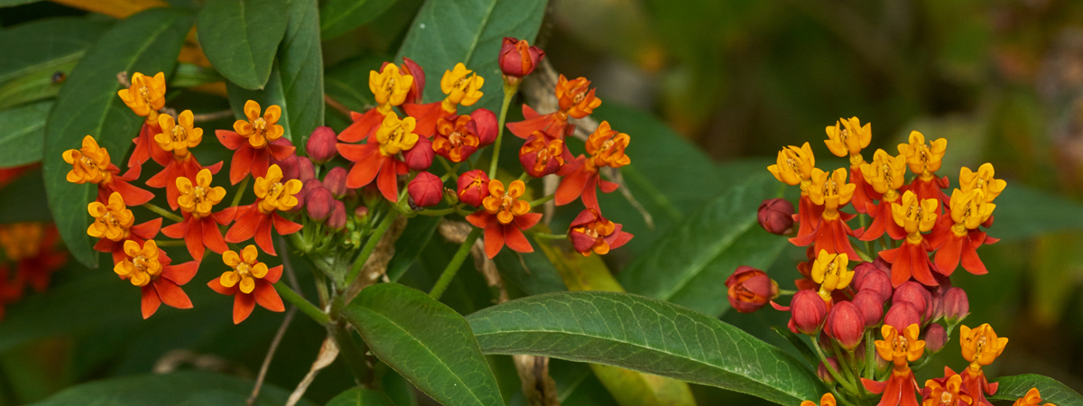 Asclepias