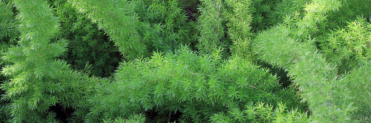 Asparagus