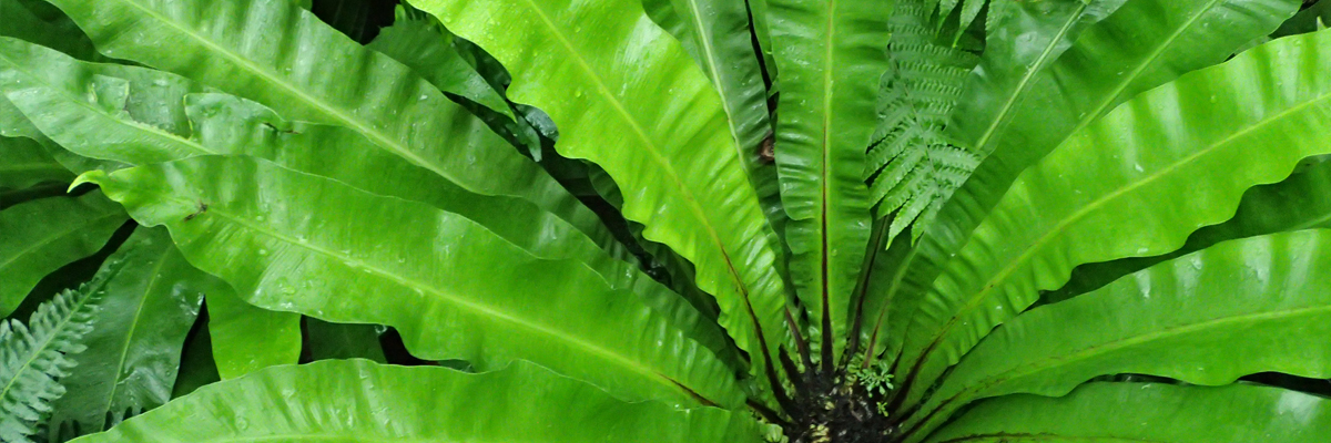 Asplenium