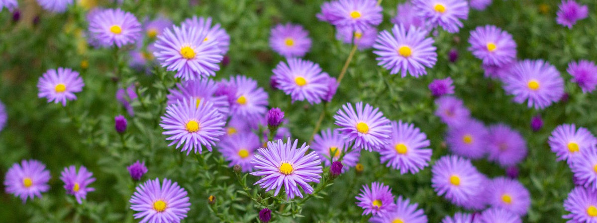 Aster
