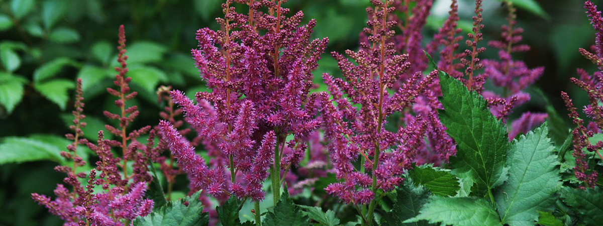 Astilbe