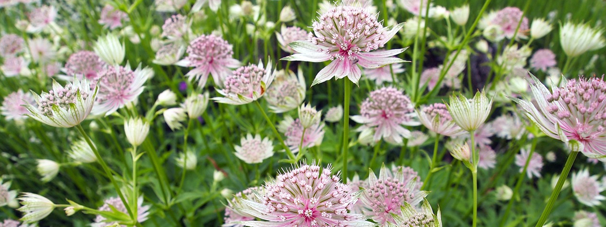 Astrantia