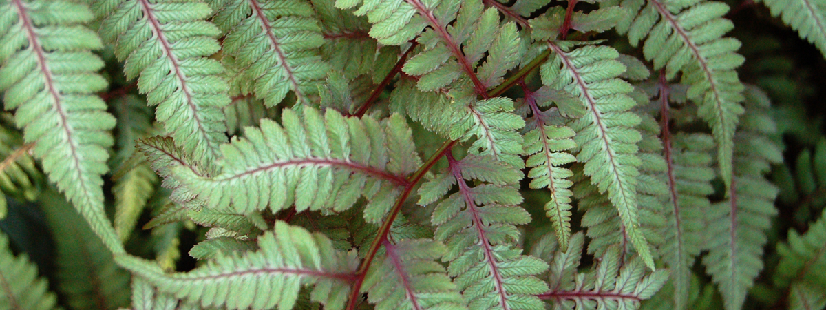 Athyrium