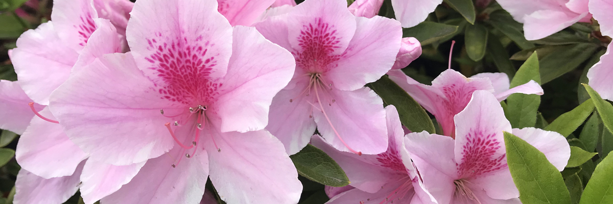 Azalea