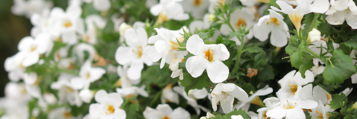 Bacopa