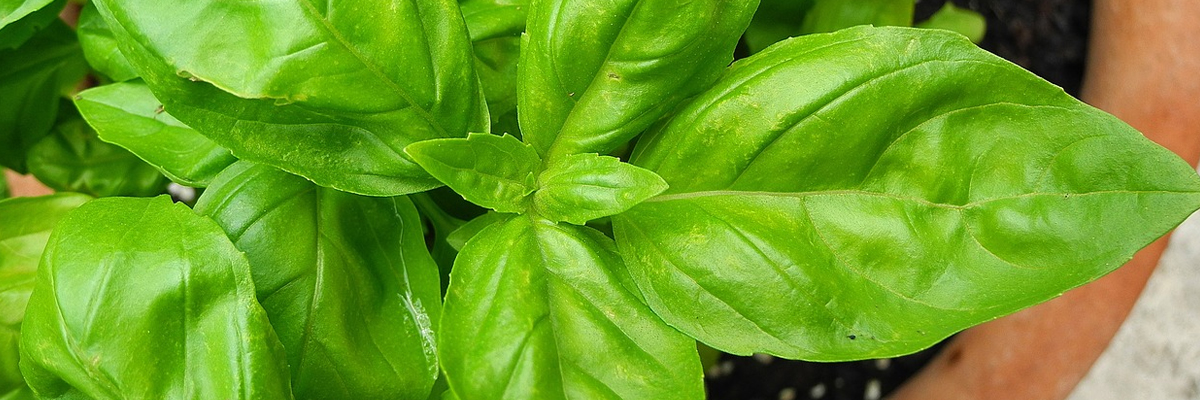 Basil