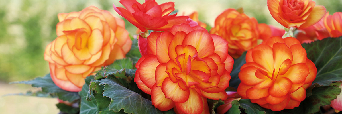 Begonia