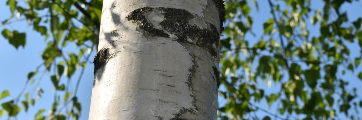 Betula