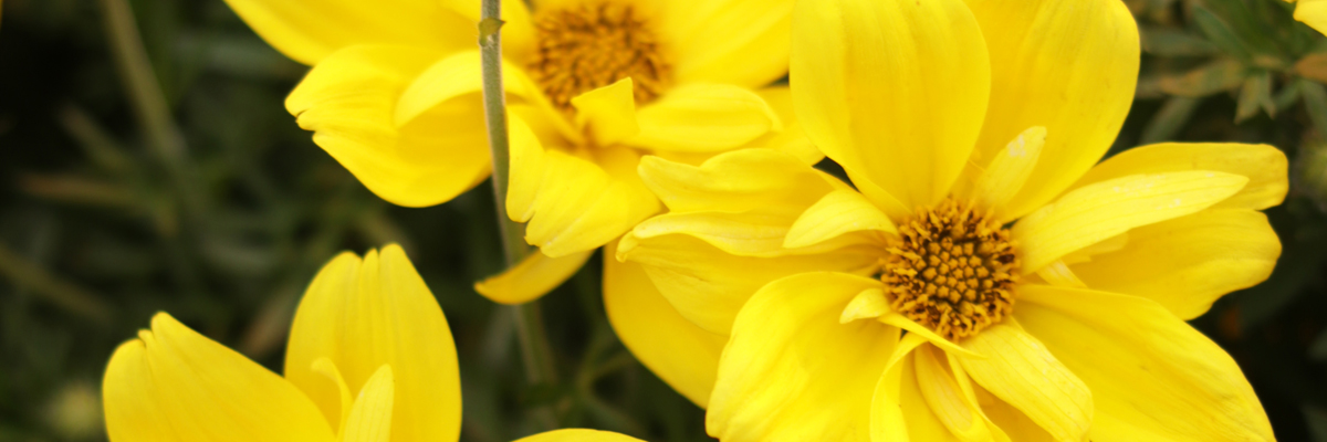 Bidens
