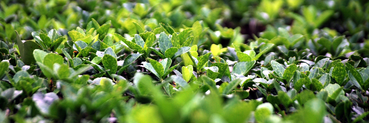 Boxwood