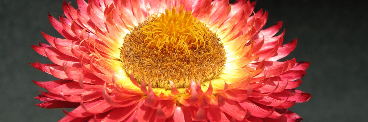 Bracteantha