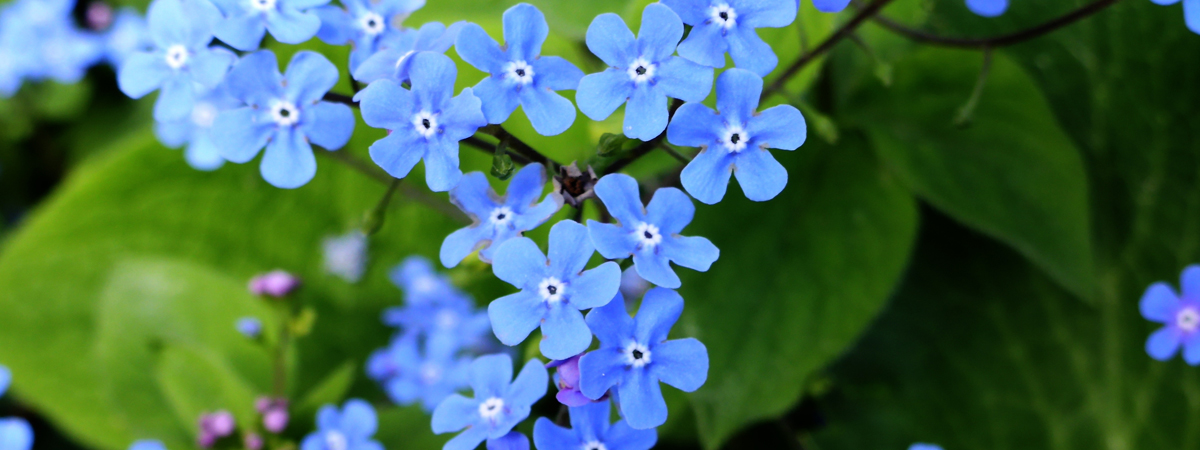 Brunnera
