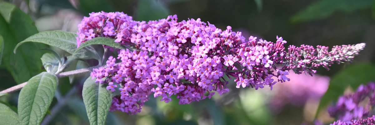 Buddleia