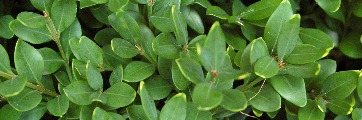 Buxus