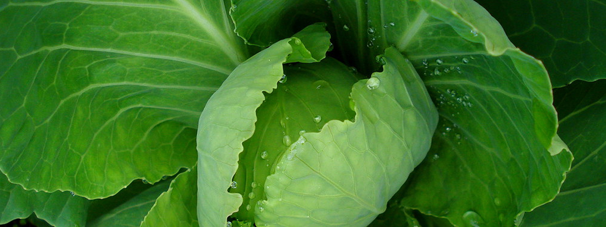 Cabbage