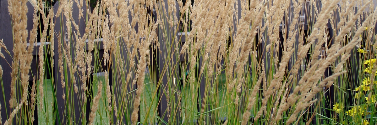 Calamagrostis