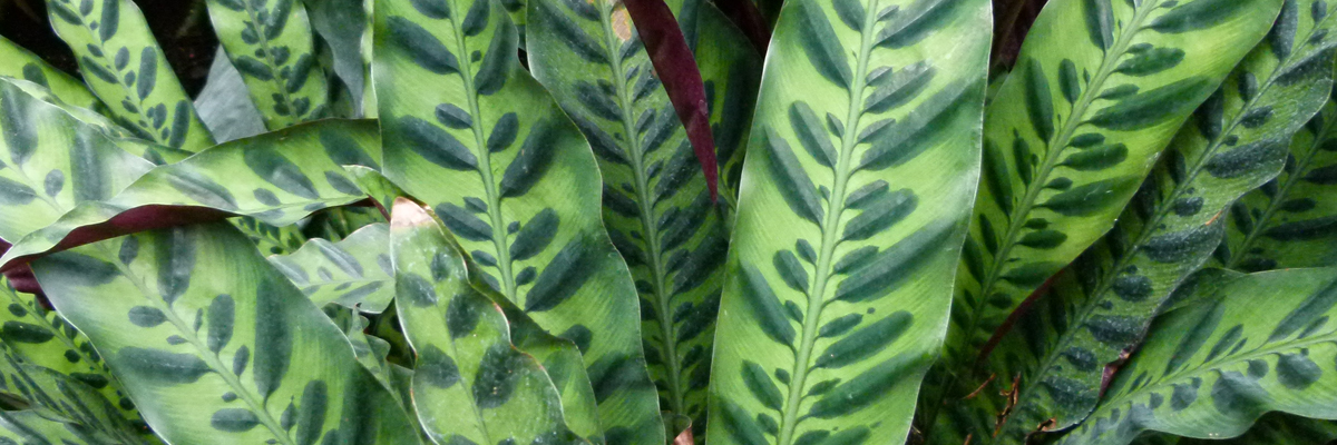 Calathea