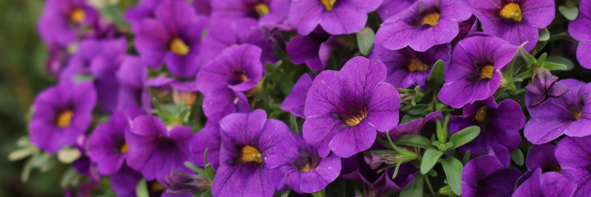 Calibrachoa