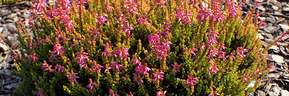 Calluna