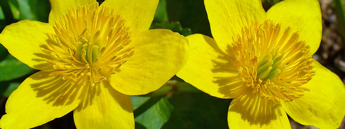 Caltha