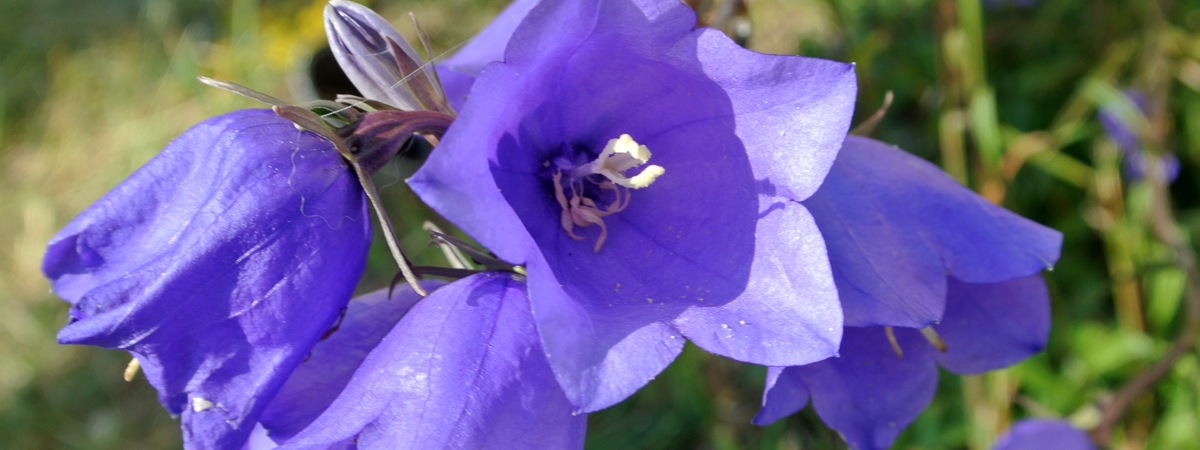 Campanula