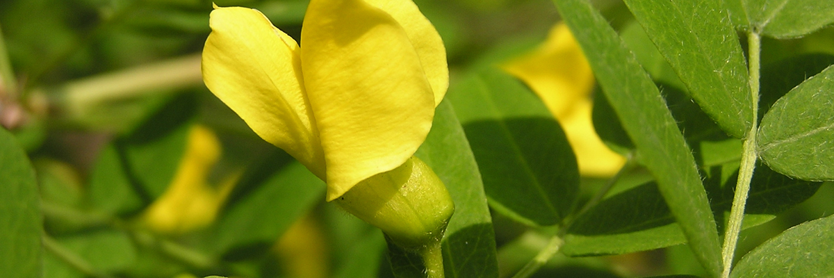 Caragana