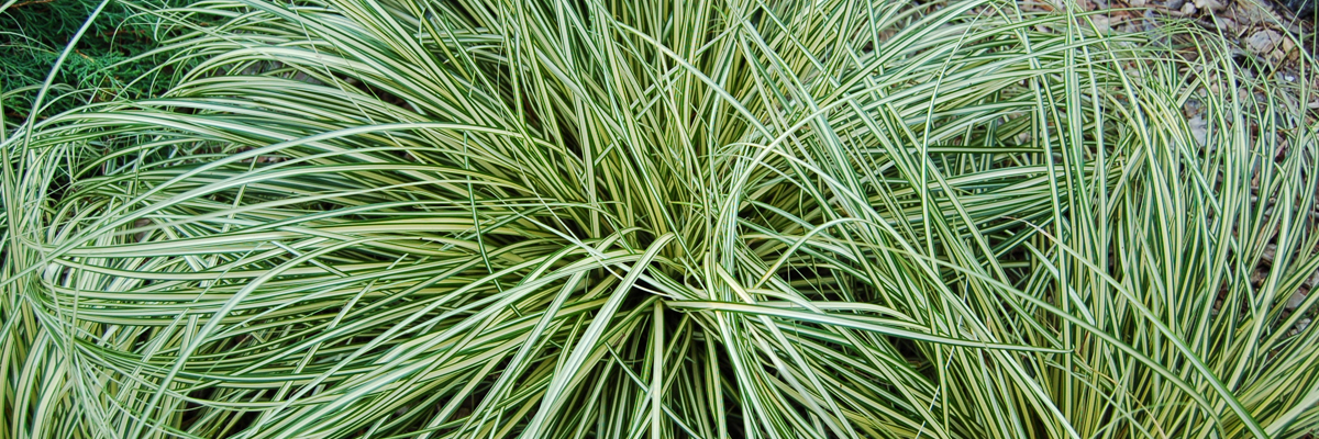 Carex