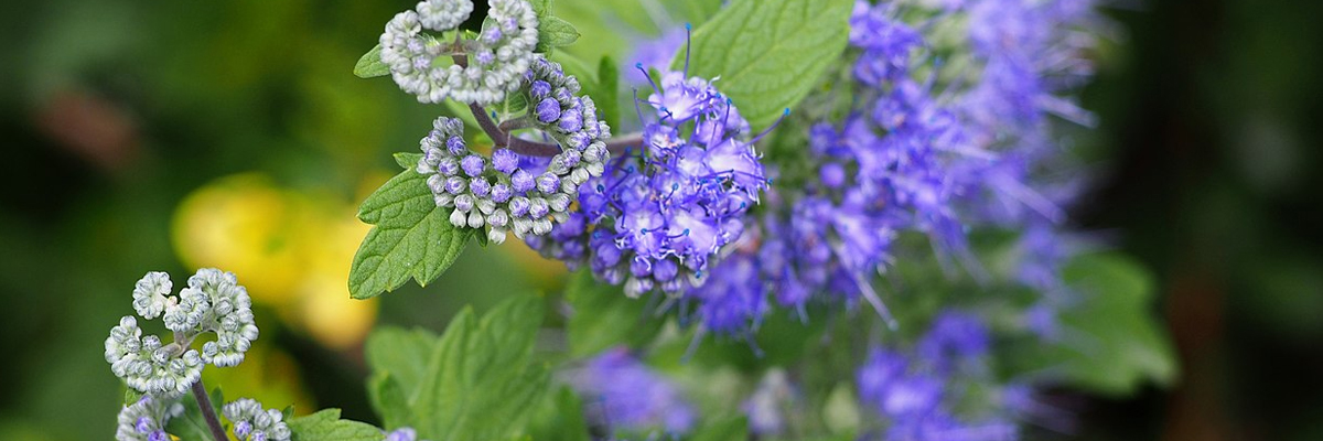 Caryopteris