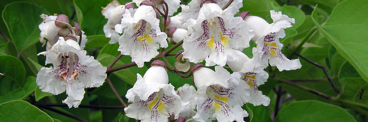 Catalpa