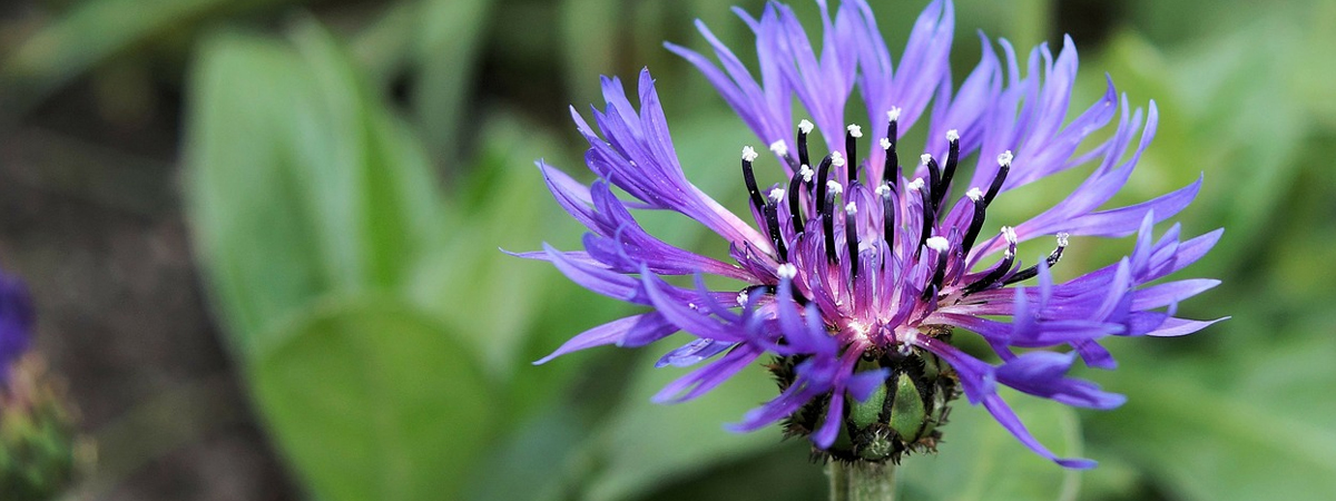 Centaurea