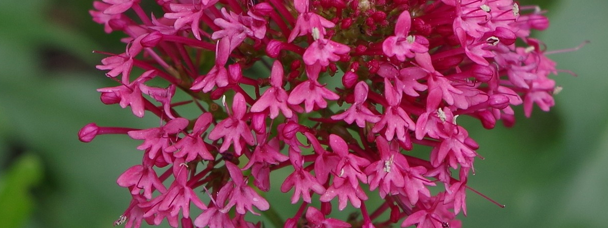 Centranthus