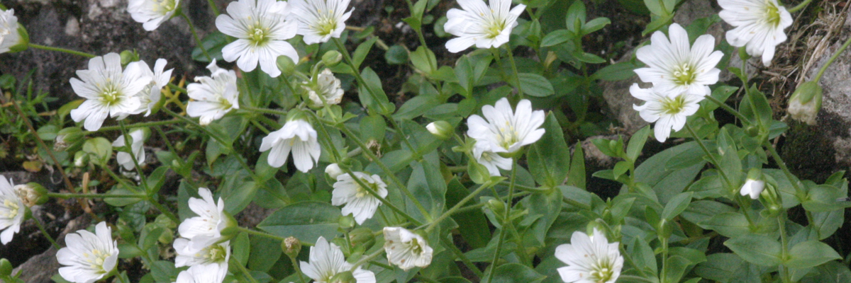 Cerastium