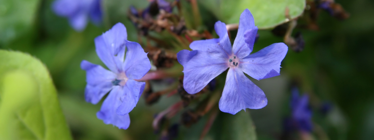 Ceratostigma