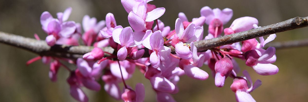Cercis
