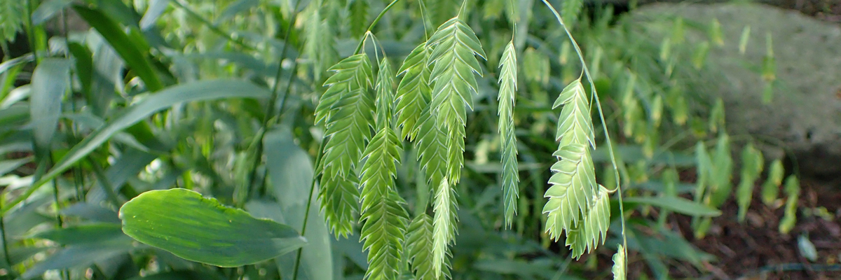 Chasmanthium