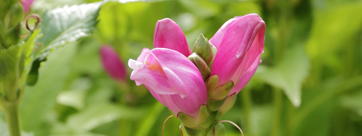 Chelone