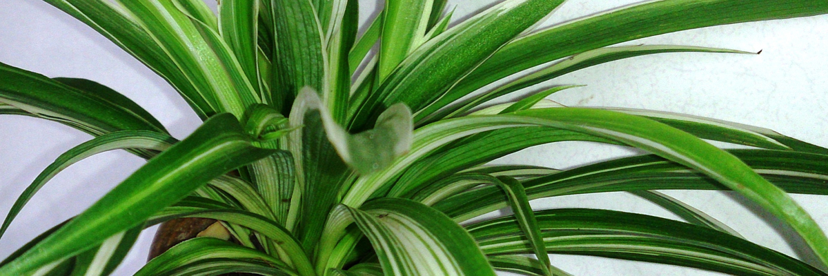 Chlorophytum