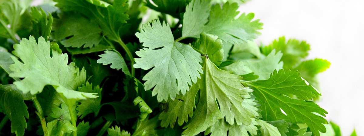 Cilantro