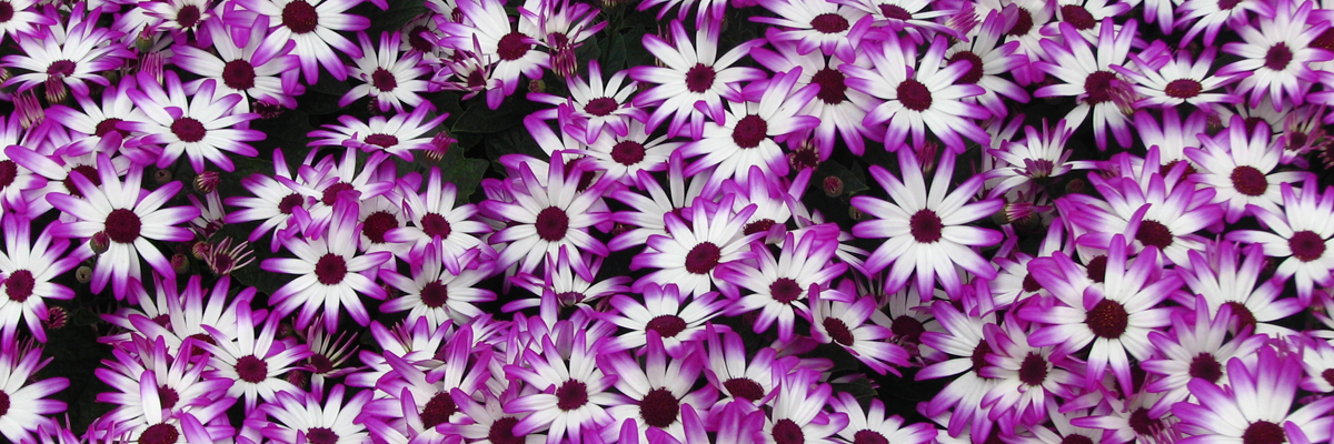 Cineraria