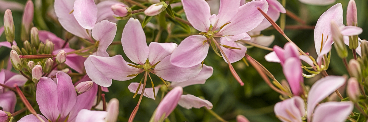 Cleome