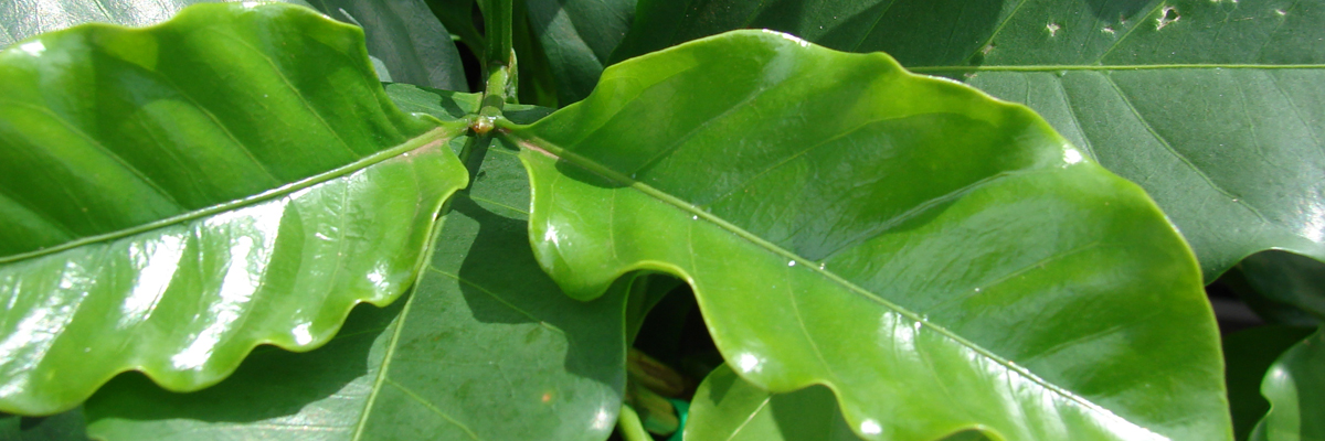 Coffea