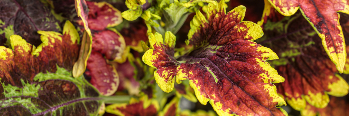 Coleus