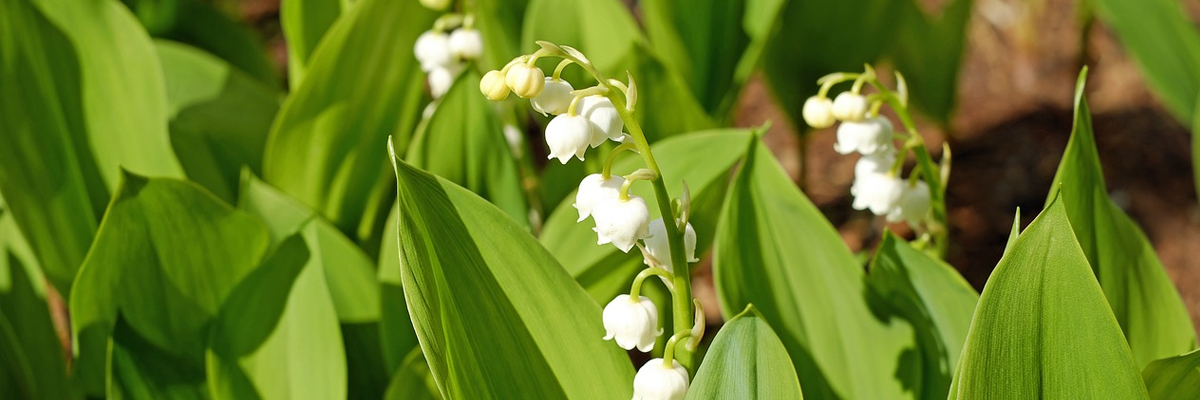 Convallaria
