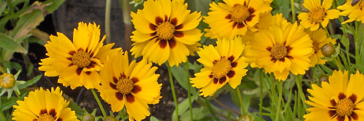 Coreopsis