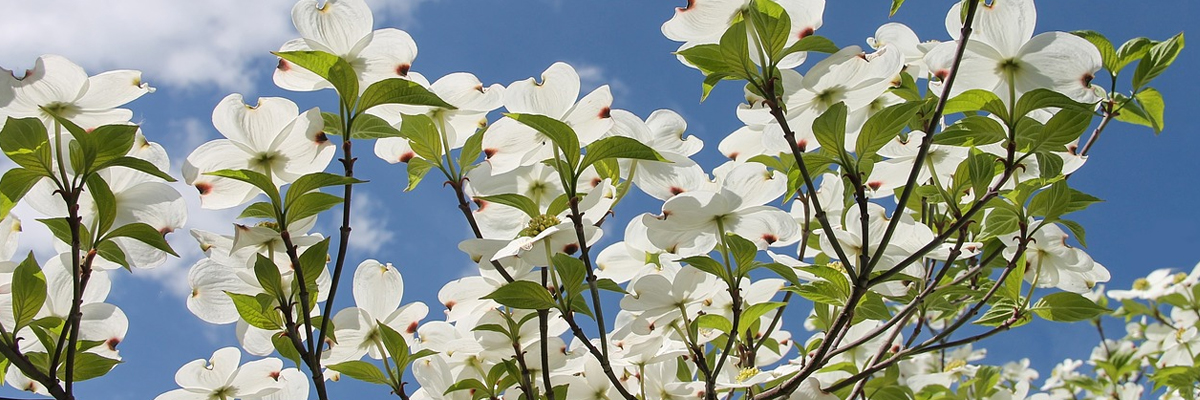 Cornus