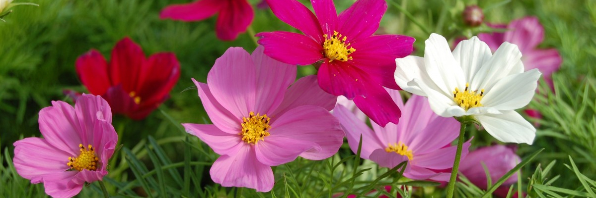 Cosmos