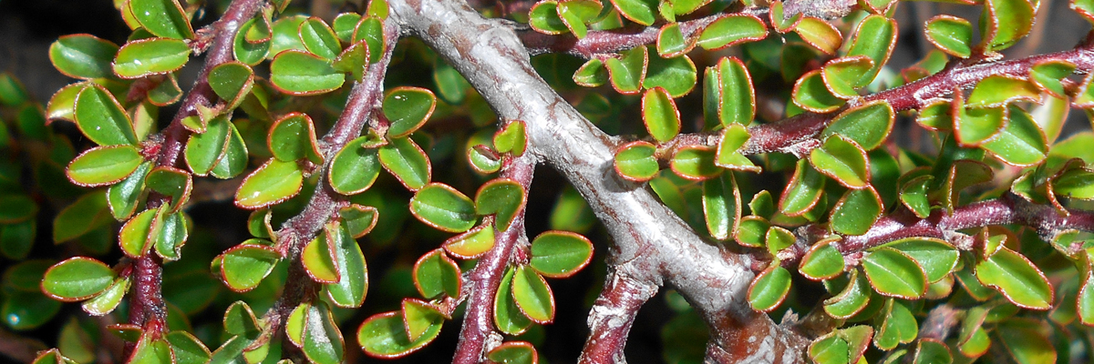 Cotoneaster