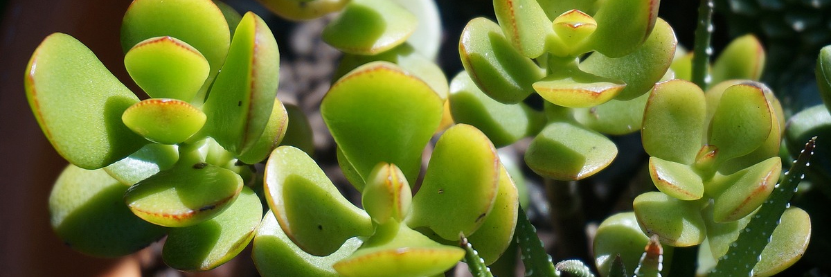 Crassula